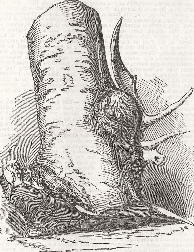 CANADA. Horns found, beech tree. Horn of deer, West 1851 old antique print